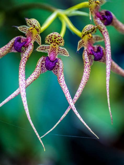1771 Best Images About Orchids On Pinterest Rare Orchids Orchid Flowers And Purple Orchids