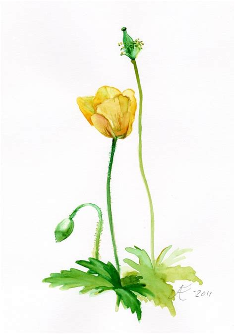Yellow Poppy Flower Painting Fine Art Print Of Original