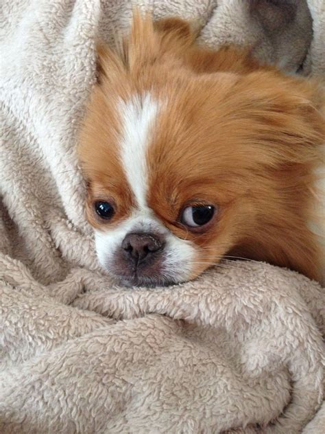 Japanese Chin Dog Art Portraits Photographs Information And Just