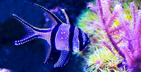 14 Most Colorful And Beautiful Aquarium Fish And How To Care For Them