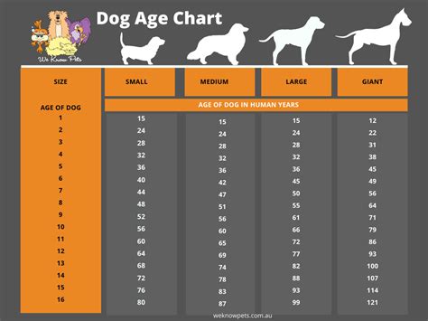 How To Calculate Your Dogs Age We Know Pets