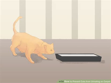 How To Keep Your Cat From Pooping On The Carpet Catwalls