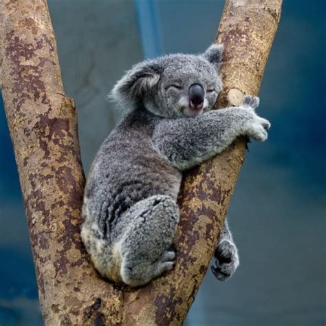 Koala Quiz Questions And Answers Free Online Printable Quiz Without
