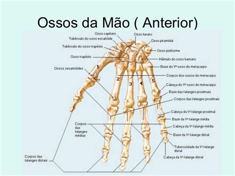 Anatomia Da Mao Anterior Ossos Das Mãos Anatomia Dos Ossos Anatomia