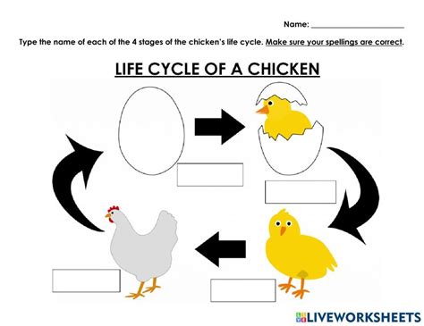 Chicken Life Cycle Chicken Life Cycle Life Cycles Science Life Cycles
