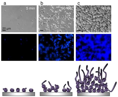 Candida Albicans Morphogenesis Cell Adhesion And Biofilm Formation