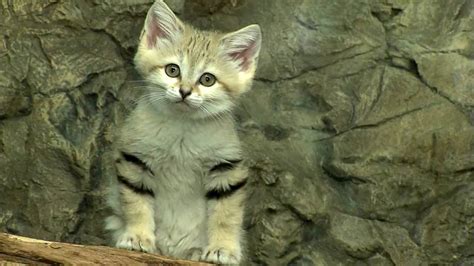 Incredibly Adorable Sand Cats Stay Kitten Cute Throughout