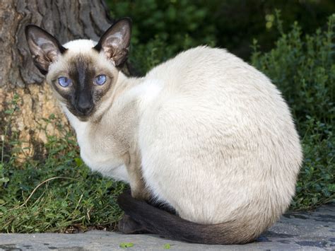 Siamese Cat Information The Good Bad And The Ugly Siamese Cats
