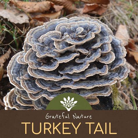 turkey tail sopp coriolus versicolor pulver 250g altshop no grateful nature as