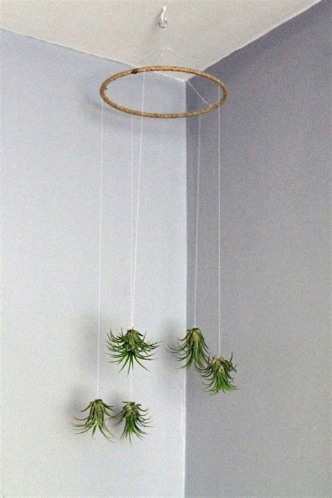 Nice 41 Creative Hanging Air Plants Decor Ideas More At