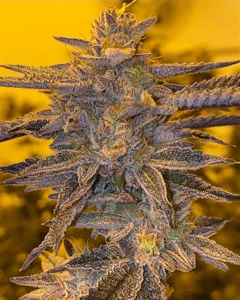 Since its founding in 1999, the company has prided itself on supplying the. Archive Seed Bank - Gelato 41 X Dosidos - Heritage Seed Co