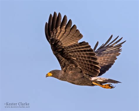 Great Black Hawk Kester Clarke Wildlife Photography