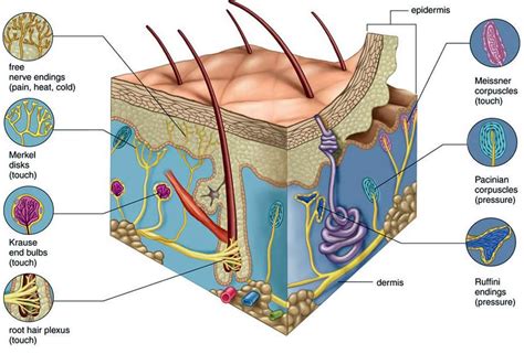 Skin Diagram Labeled Blood Vessels Skin 1 The Structure And Functions