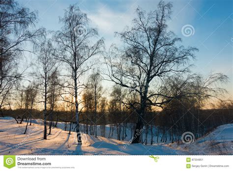 Winter Forest At Sunset Stock Image Image Of Dawn Colorful 87334851