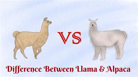 Llama Vs Alpacawho Has Banana Shaped Ears Youtube