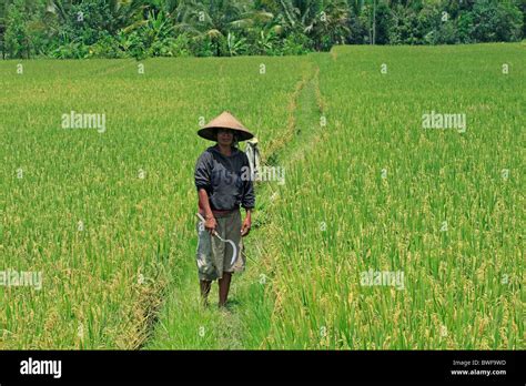 Female Farmer In A Rice Paddy Ubud Bali Indonesia The Rice Is Almost Ready For Harvest Stock
