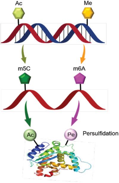 Advanced Genetics Vol 4 No 3