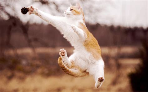 Cat Jump Catch Wallpaper 1920x1200 12161