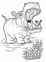 Coloring Hippopotamus Animal Recommended sketch template