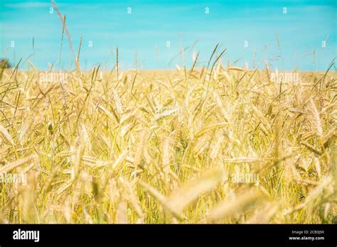 Dry Grass Field Hi Res Stock Photography And Images Alamy