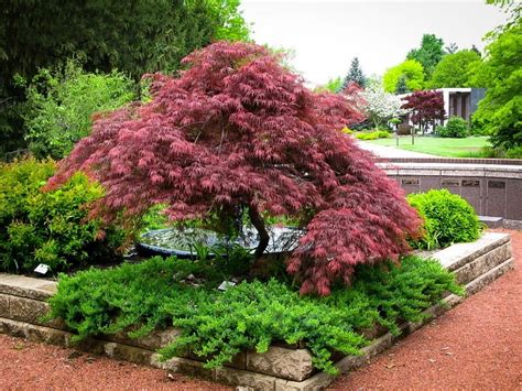 Japanese red maple trees are used as a single specimen or in borders or groupings. Garnet Japanese Maple For Sale Online | The Tree Center