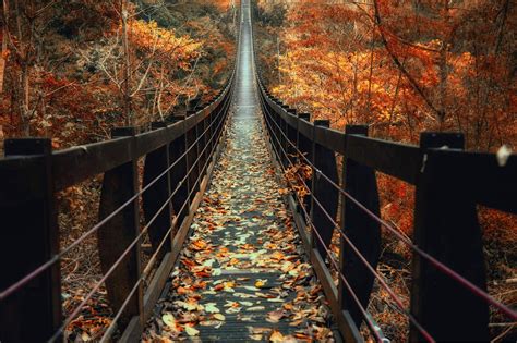 Nature Photography Landscape Fall Bridge Wooden