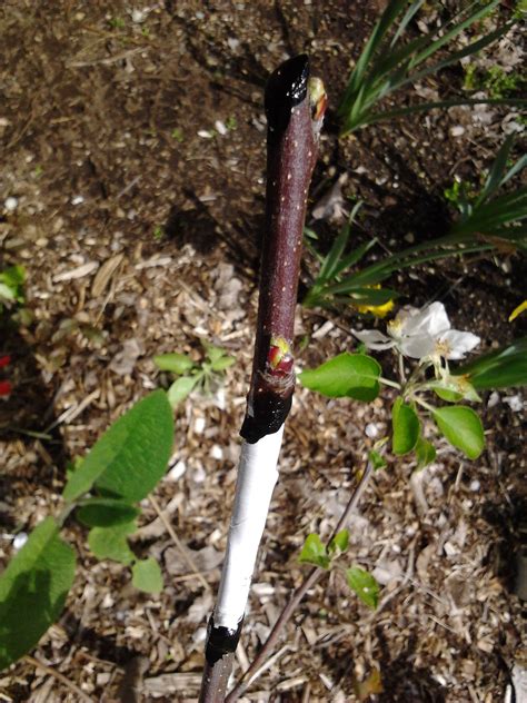 Fruit Trees Home Gardening Apple Cherry Pear Plum How To Graft