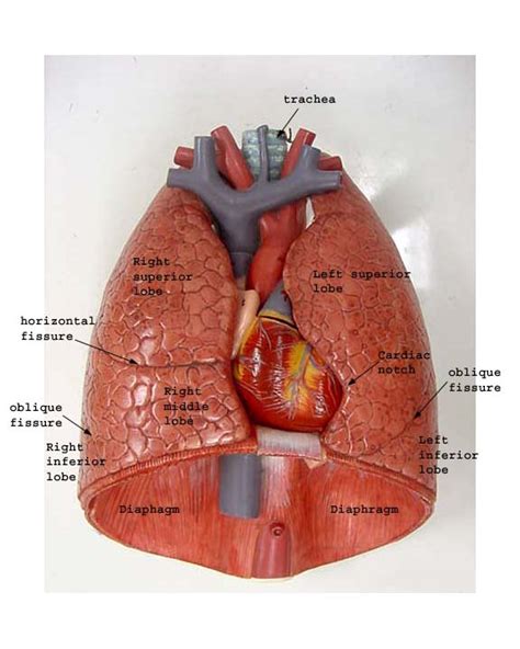 Explore the anatomy systems of the human body! Label The Lungs Diagram - Human Anatomy