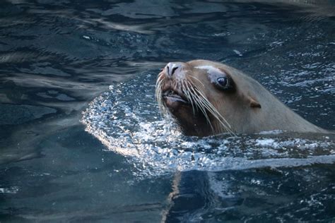 Gambar Air Hewan Binatang Menyusui Singa Laut Akuarium Bertulang