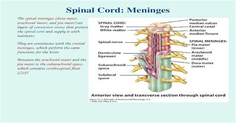 Spinal Cord Meninges The Spinal Meninges Dura Mater Arachnoid Mater