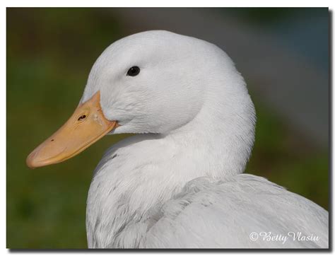 This white duck is very similar to our native mallard in size and behavior. American Pekin Duck | Pekin duck, Farm animals, Animals