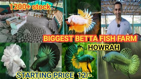 Biggest Betta Fish Farm Howrah Panchla All Type Betta Fish Available
