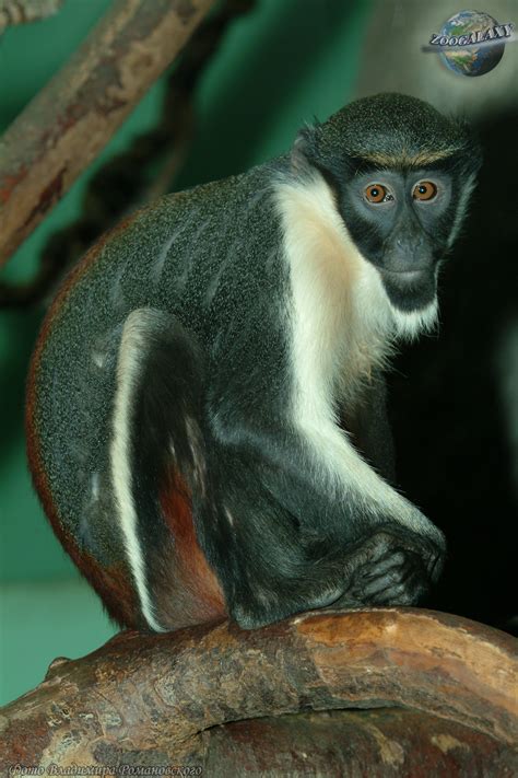 Diana Monkey Photos And Descriptions Of Animals An Educational And