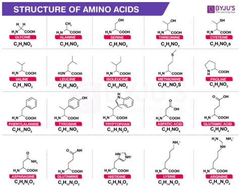 20 Essential Amino Acid Structures