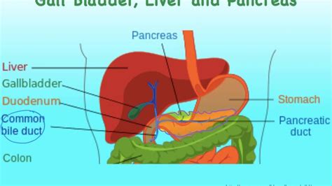 Digsys J Liver Gall Bladder Pancreas Anatomy Youtube