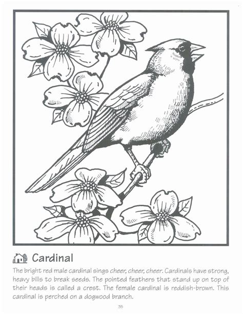 Arizona's wildlife species are as varied as the habitats they call home. 28 Arizona Cardinals Coloring Page in 2020 | Animal ...