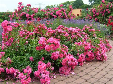 This Rose Is A Beautiful Ground Cover Wedding Flowers Roses Flower
