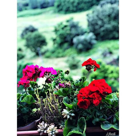 Some Red And Pink Flowers Are In A Pot On A Window Sill With Greenery