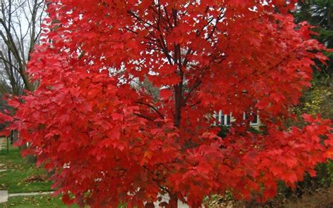 Autumn Blaze Red Maple 3 Gallon Tree Trees Togogarden