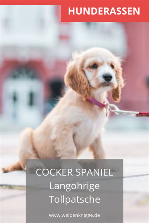 Once upon a time everybody had a black labrador. Cocker Spaniel Welpen | Welpen, Cocker spaniel welpen ...