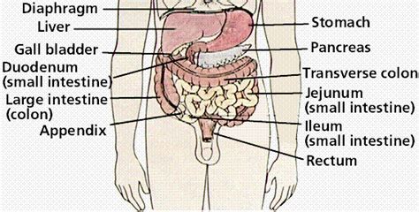 Digestive system. Causes, symptoms, treatment Digestive system