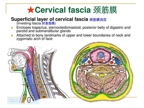 Cervical Fascia Anatomy