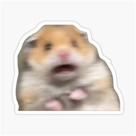 Hamster Meme Sticker For Sale By Idkco Redbubble