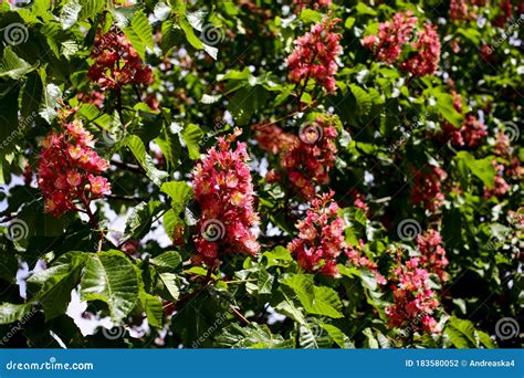 Pink Flowers Of Red Chestnut Tree Stock Photo Image Of Beautiful
