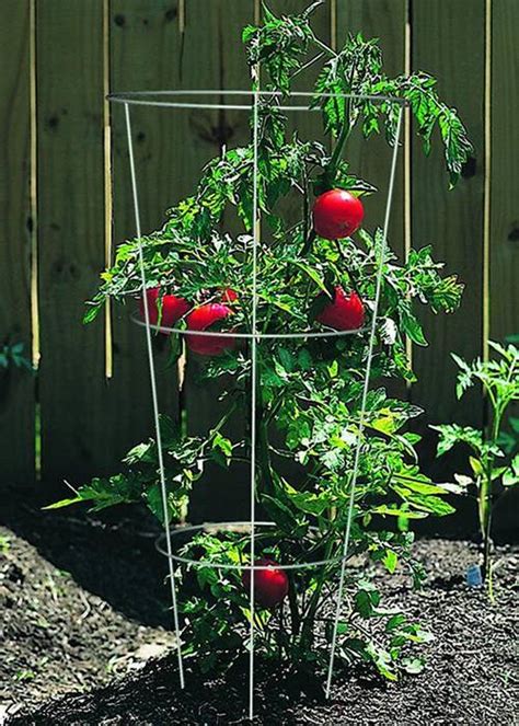 26 Best Ideas For Coloring Tomato Plant Cages