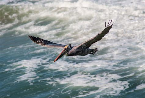 Pelican Flying Over Waves Stock Photo Image Of Orange 32068048
