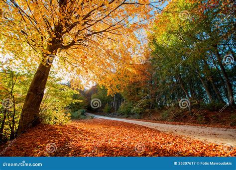 Golden Autumn Path Stock Image Image Of Leaves National 35307617