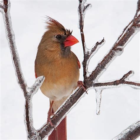 Audubon Society On Instagram Northern Cardinals Are Some Of The Most
