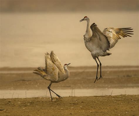 Cranes Of Rowe Sanctuary Photo Contest Iain Nicolson Audubon Center