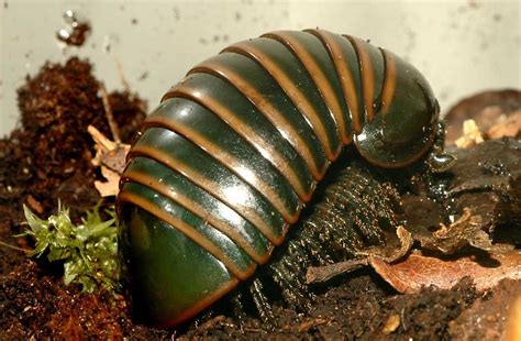 Dec 12, 2019 · 15 fascinating facts about pill bugs. kingsnake.com photo gallery > Millipedes > Pill Bug